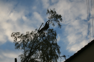 Birke2013354-s.gif